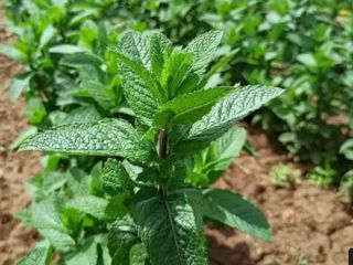 Mint from Morocco is available in large quantities