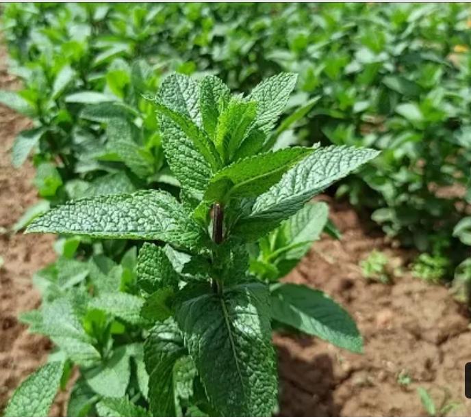 Mint from Morocco is available in large quantities