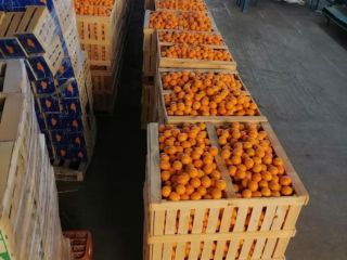 We have tangerines, order size 100MT to 1000MT, delivery