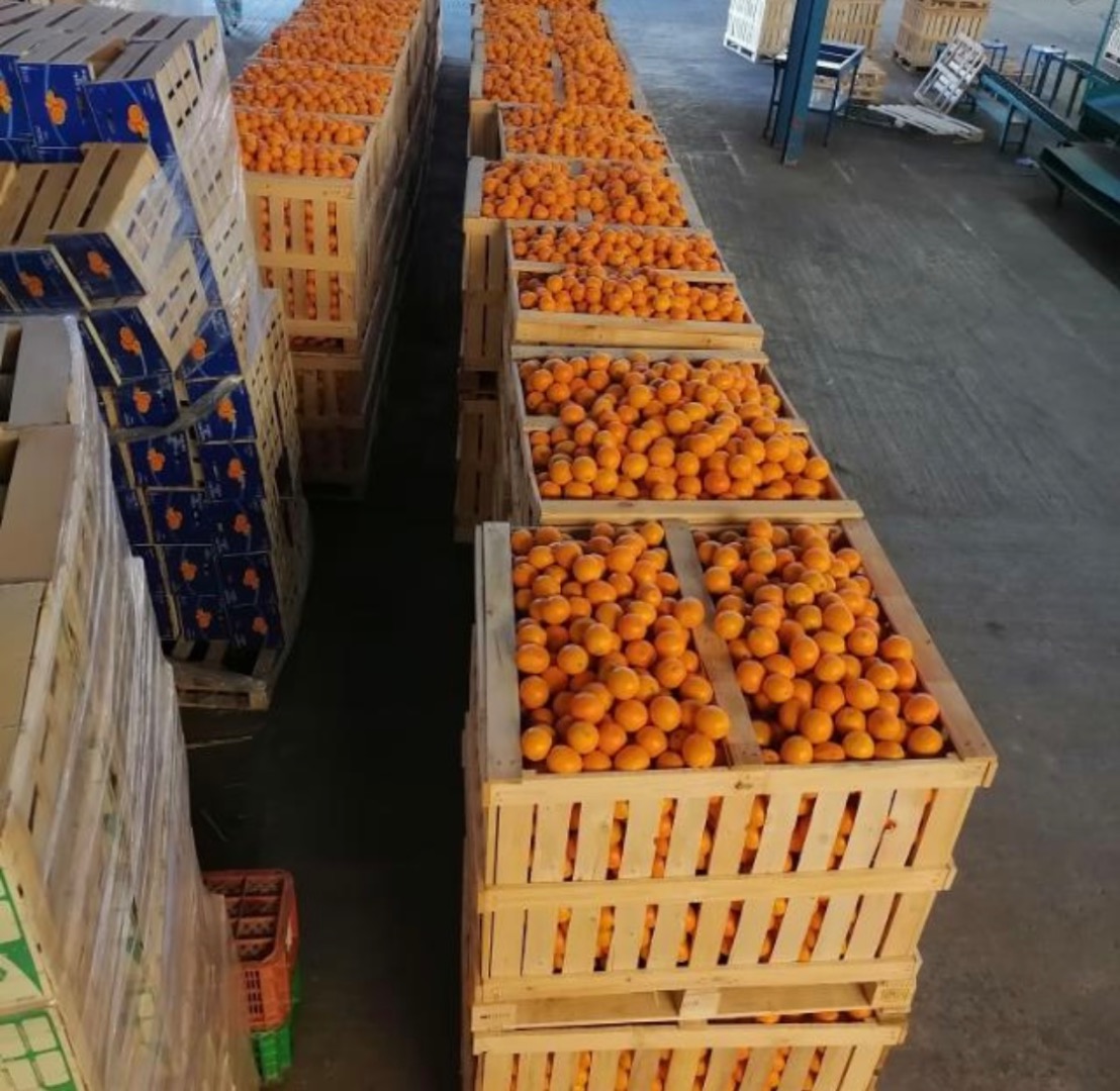 We have tangerines, order size 100MT to 1000MT, delivery by sea freight Mr.Ibrahim