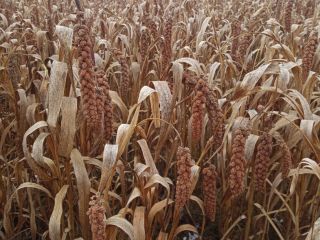 Senegal red millet for sale. This year's collection. For