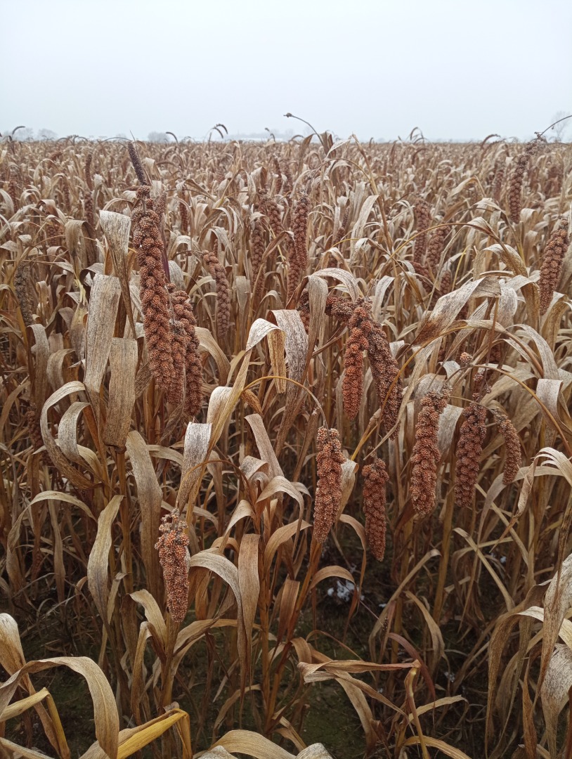 Senegal red millet for sale