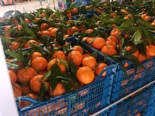 FIA GOGOT FRUIT will bring you in the new