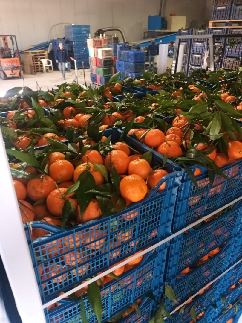 FIA GOGOT FRUIT will bring you in the new season fruits with potential to develop your business at producer prices, fresh fruits and calibrated according to EU