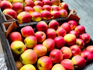 Apple from the cold store after smartfresh varieties: Szampion,