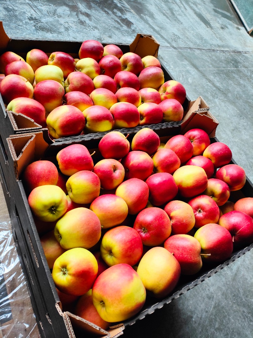 Apple from the cold store after smartfresh varieties: Szampion, Ligol, Rubin, Jonagored, Princ, Honey, Lobo, Boskop, Cortland, Gloster (dyed), Golden Parsi