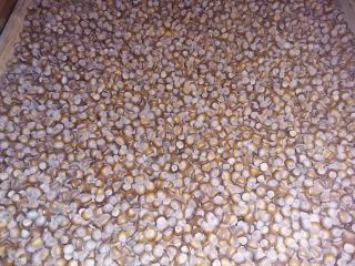 I will sell hazelnut wholesale Catalan variety and mixed