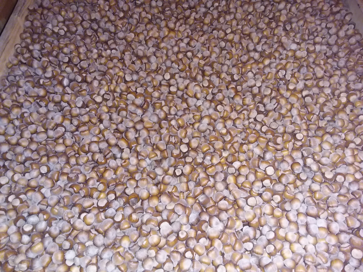 I will sell hazelnut wholesale Catalan variety and mixed good filling