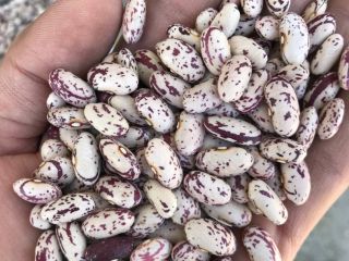 We are bean exporters we have experience 25 years