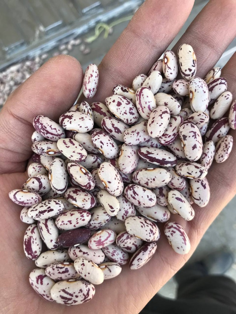 We are bean exporters we have experience 25 years in this business exported a lot of countries Phone number: Instagram: anvaroveldar7