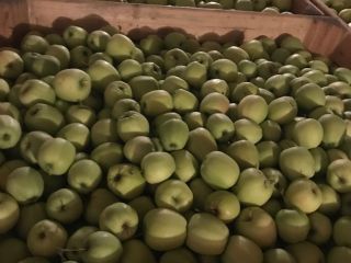 I will sell apple Prince Champion golden 6-7 jonagored
