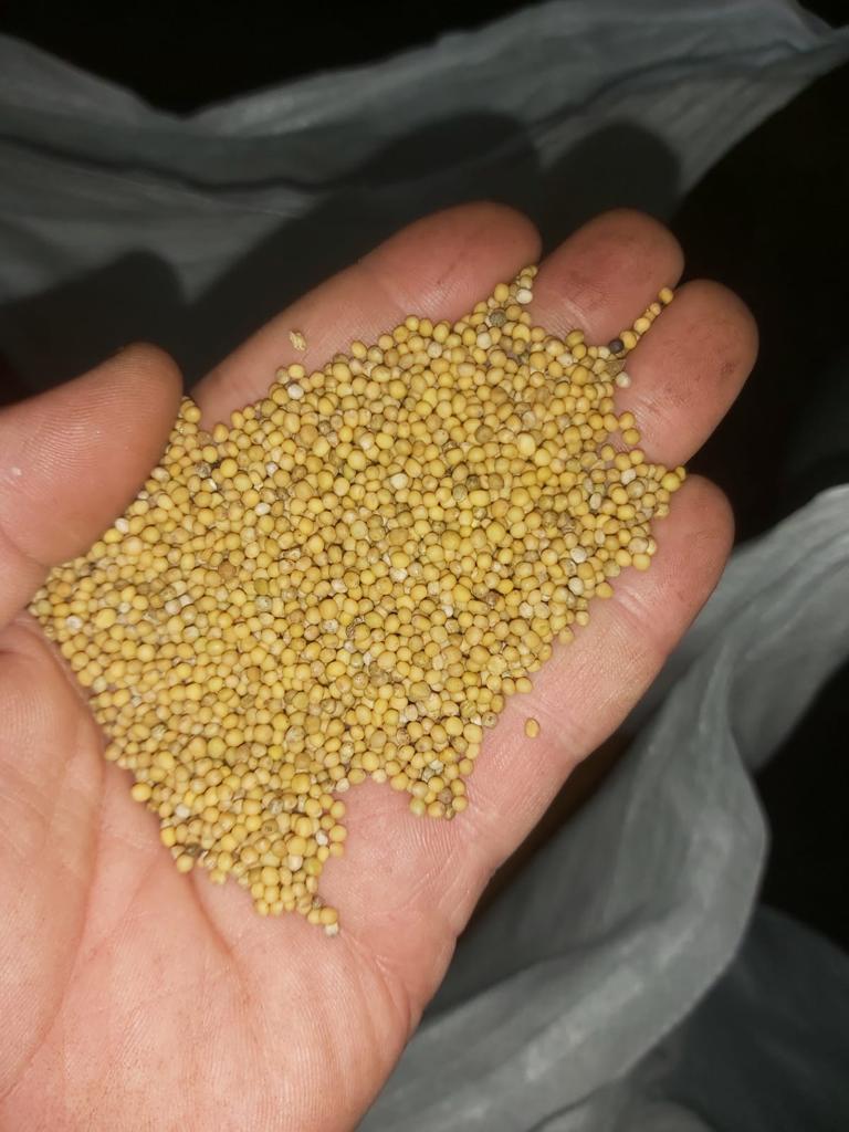 We sell white mustard seeds of the Elena variety