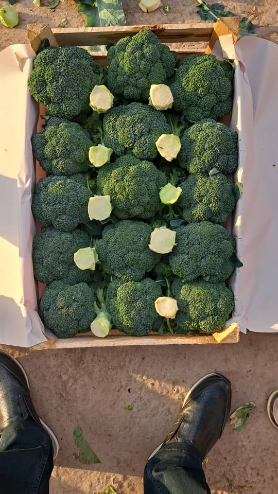 Există o mulțime de broccoli
