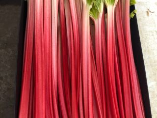 Forced rhubarb hothouse rhubarb Goliath 40-20 extra red 40-15