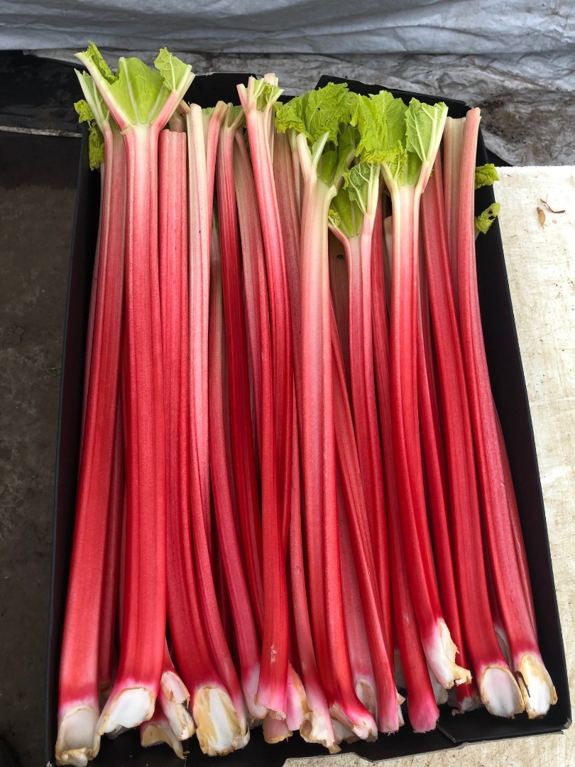 Forced rhubarb hothouse rhubarb Goliath 40-20 extra red 40-15