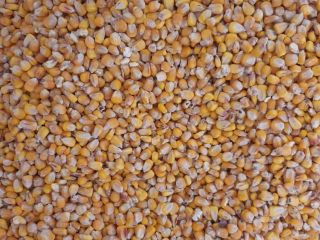 Hello. I will sell dry corn in bags of