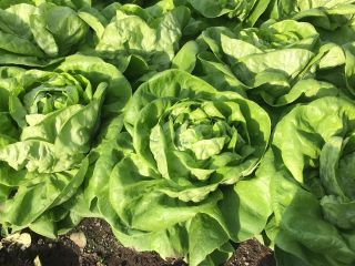 I sell trocadero lettuce serious and determined company.