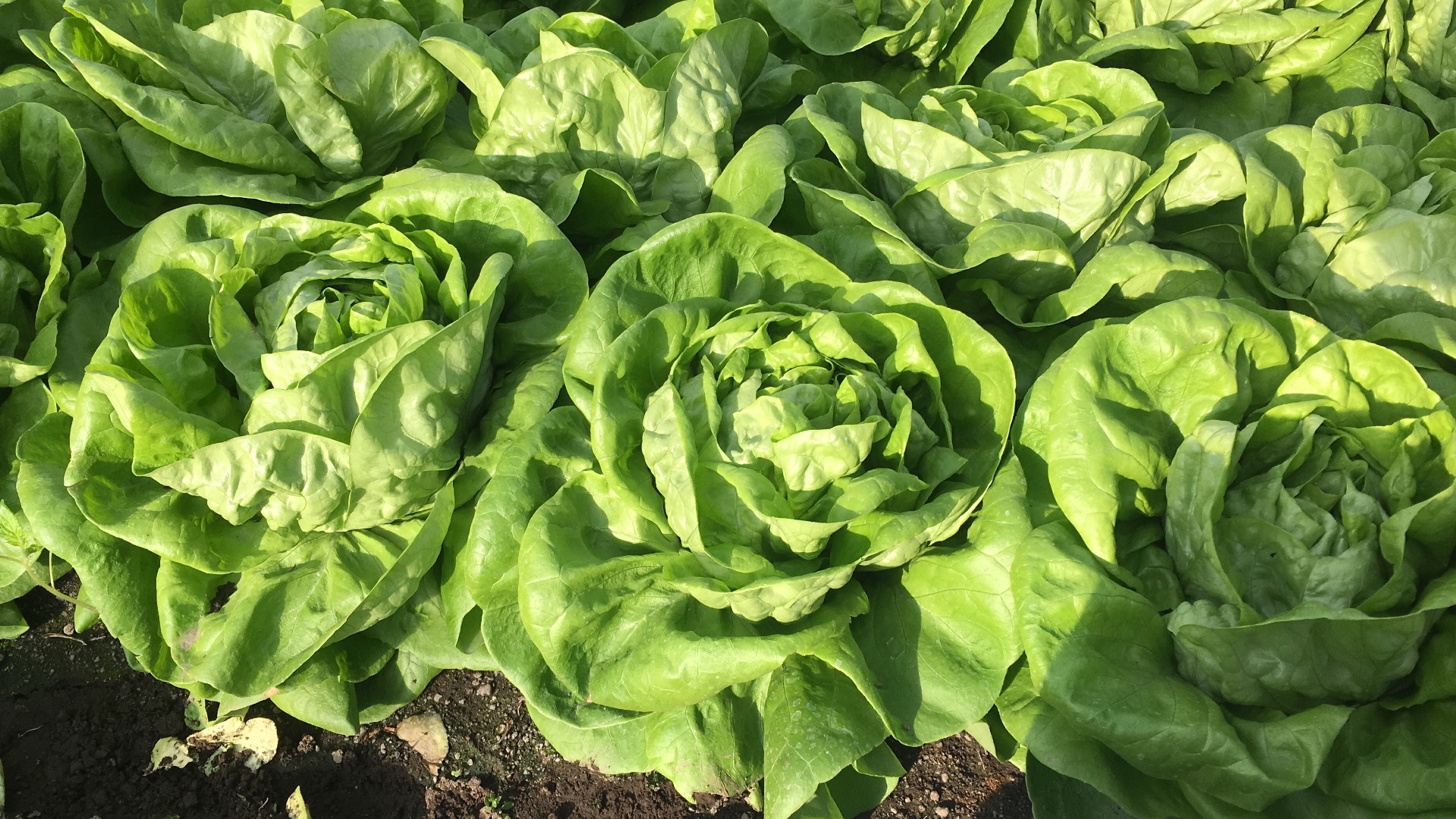 I sell trocadero lettuce serious and determined company