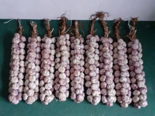 Harnaś garlic for sale