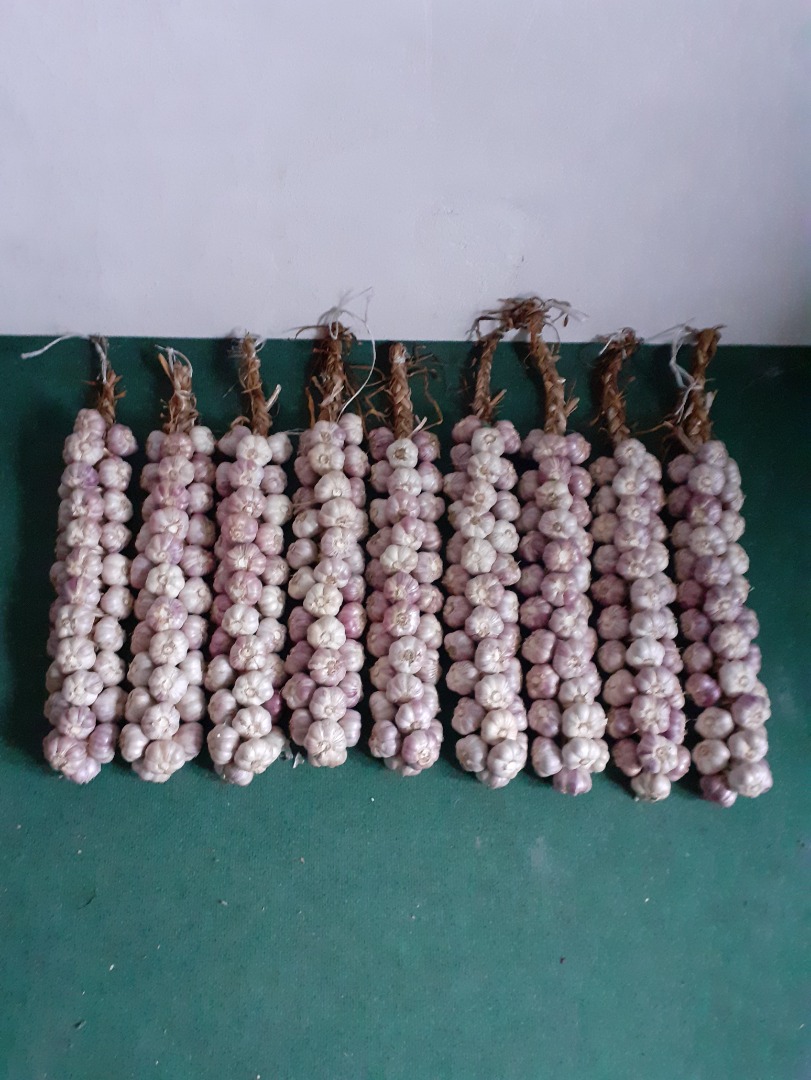 Harnaś garlic for sale