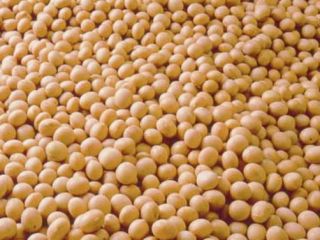 GMO soybeans for export from Ukraine. FCA/DAP/CIF delivery terms.