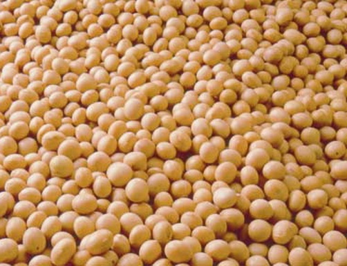 GMO soybeans for export from Ukraine