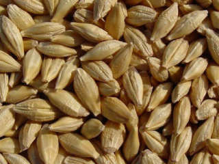 50 tonnes of excellent quality barley from this year's