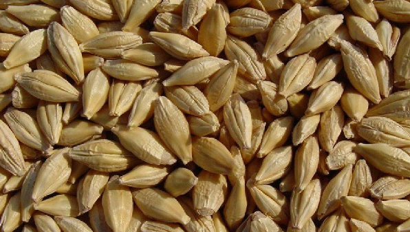 50 tonnes of excellent quality barley from this year's harverst