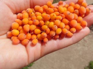 I sell sea buckthorn berries by berries in very
