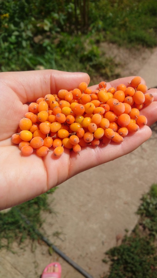 I sell sea buckthorn berries by berries in very large quantities, over 500 kg I am waiting for price offers and orders at the phone number