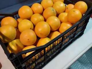 I will sell Spanish nevelina oranges, very sweet, seedless,