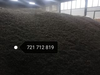 I will sell a black sunflower. Oil content 49%,