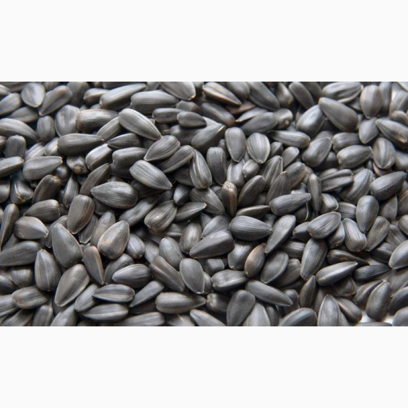 Mass fraction of oil - 49.40% Moisture 8.7%