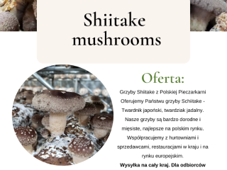 Shiitake mushrooms from the Polish Mushroom We offer you