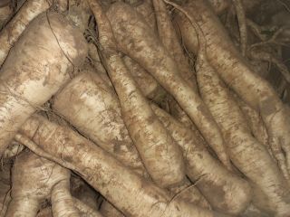 Atika parsley for sale commercial (price to be agreed)