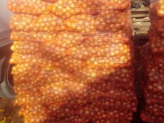 Hello, I have to sell large quantities of onions