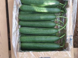 I will sell ground and greenhouse cucumbers. Country of