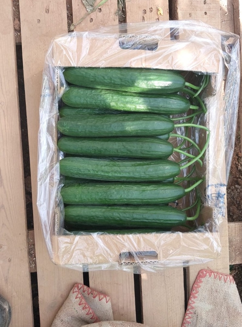 I will sell ground and greenhouse cucumbers
