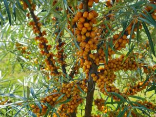 Hello, we are selling various berrys, mushrooms and vegetables.