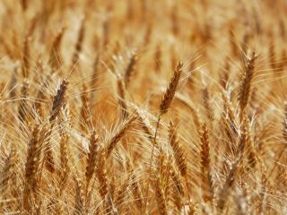 I will sell 100 tons of wheat per week.