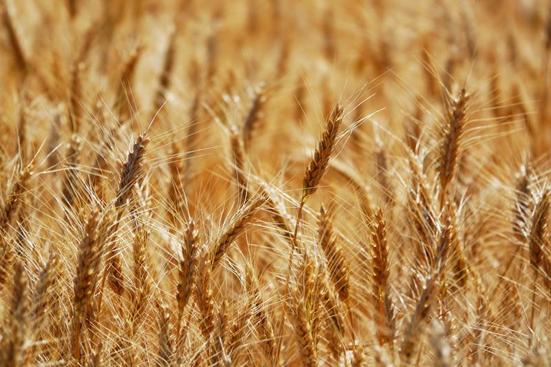 I will sell 100 tons of wheat per week