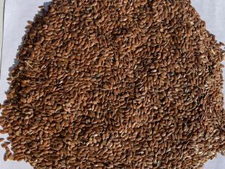 Brown and golden flax seeds. FCA- Kazakhstan.