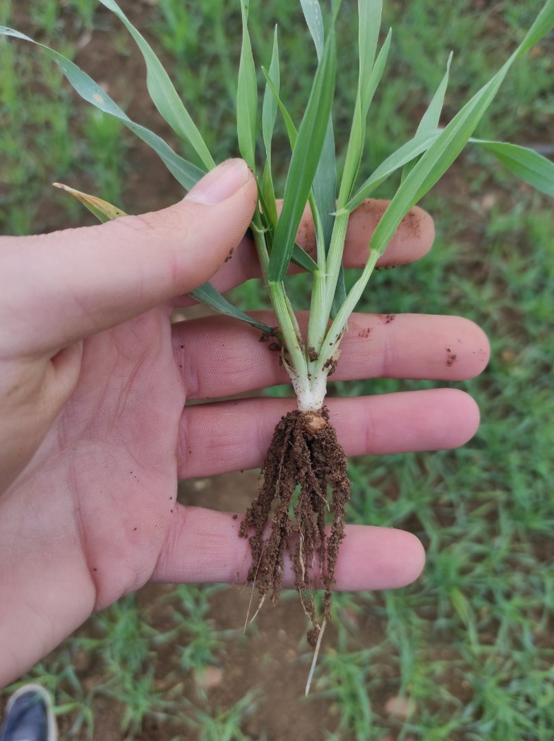Our company Bisren from Štip - Macedonia expects to harvest around 2000 tons of barley in 2023