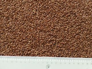Our company is pleased to offer roasted buckwheat groats,