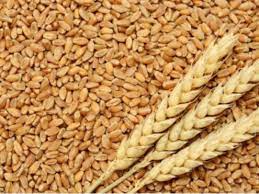 I will sell wheat of the 3rd grade Ukraine (Olena tel,vaiber,watsap )