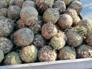 I will sell root celery, weight from 1 kg