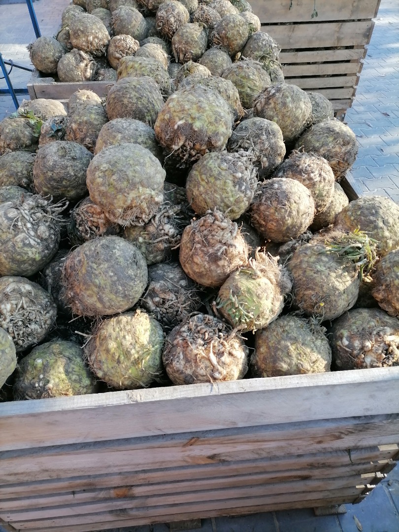 I will sell root celery, weight from 1 kg