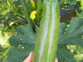We sell high quality zucchini available in all sizes