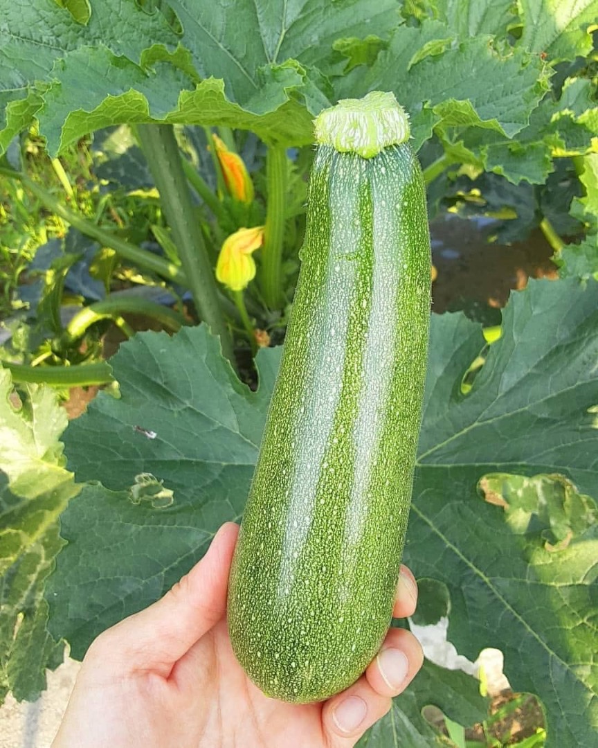 We sell high quality zucchini available in all sizes and packaging according to request Shipping fee calculated The price is not negotiable Ibrahim