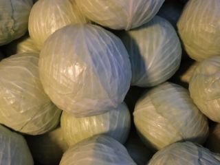 Adelco white cabbage for sale. Variety very useful for